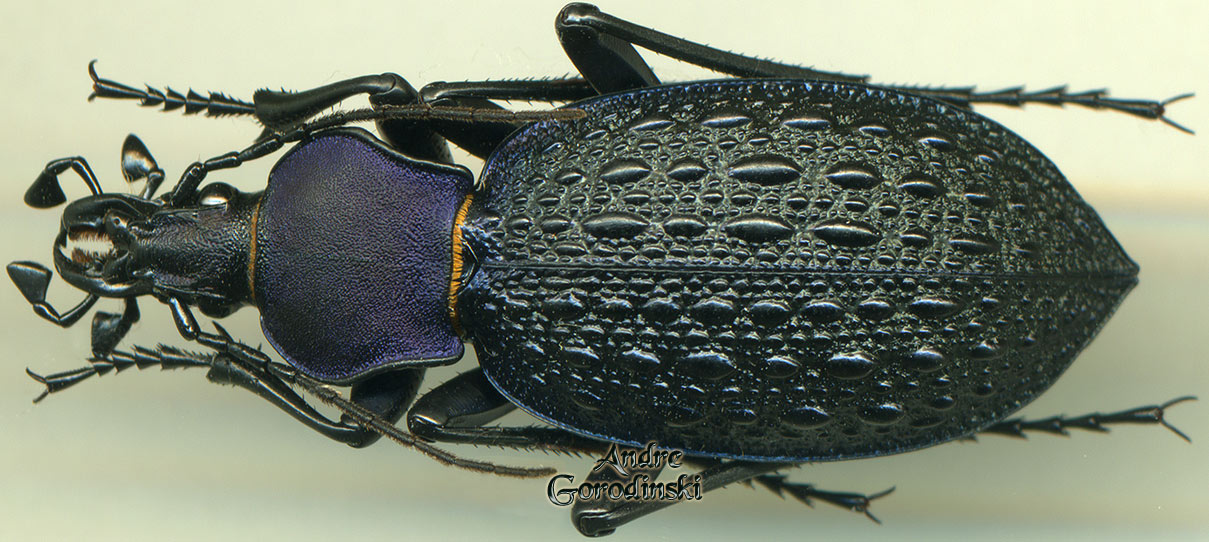 http://www.gorodinski.ru/carabus/Coptolabrus gemmifer mesites.jpg